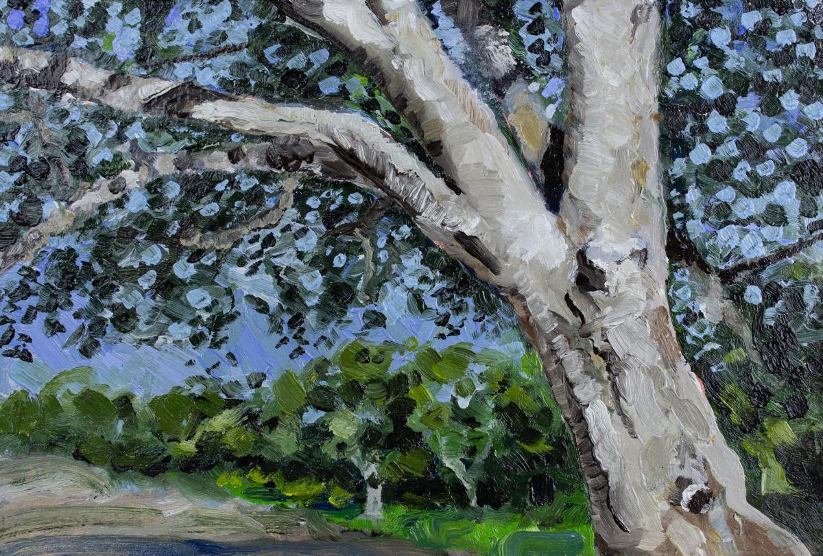 Oak Tree Study